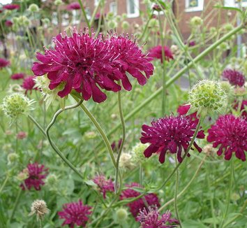 Knautia macedonica 1 flower