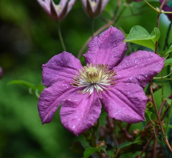 Clematis &apos;Ernest Markham&apos; 1 flower