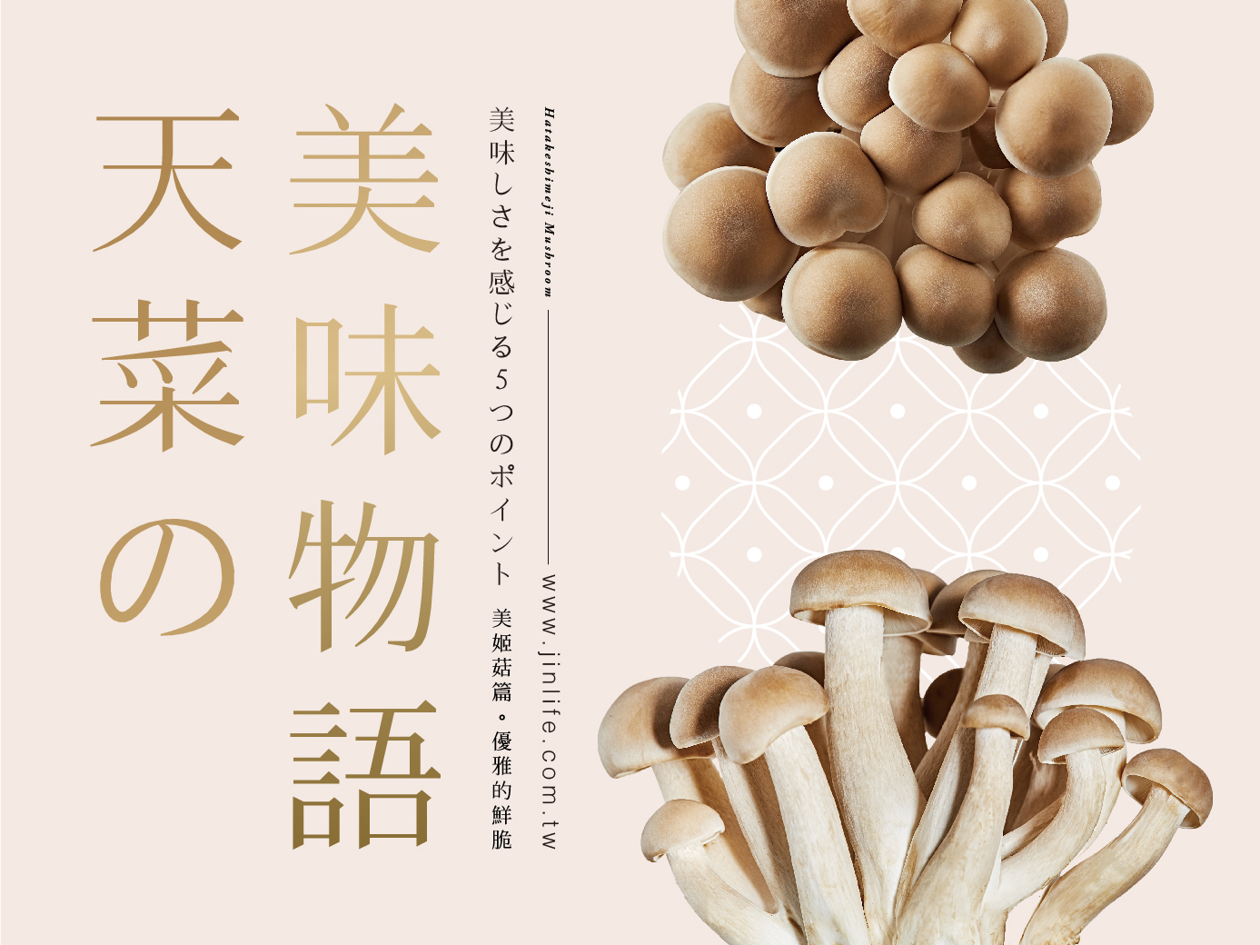 日本空運來台，丹波菇給你最優雅的鮮脆口感！