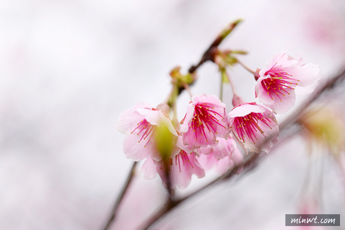 梅問題-Nikon Df復古50mm f1.8G特別版大解放－近拍美食花卉不是夢 