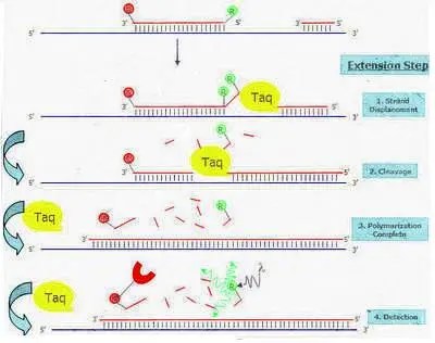 Real-Time PCR：從原理到步驟詳解、再到終極數據分析