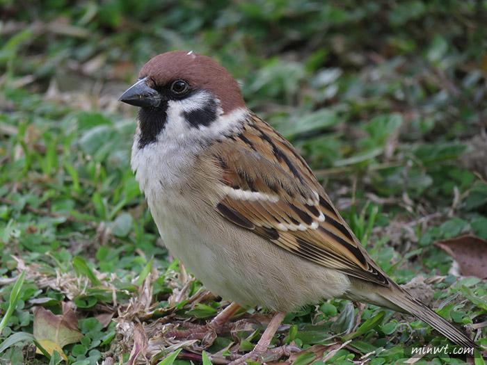 梅問題-《Canon SX700HS》30倍光學變焦五軸防手震打鳥利器