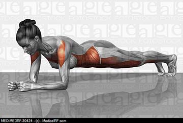 棒式(Plank)運用到的肌群