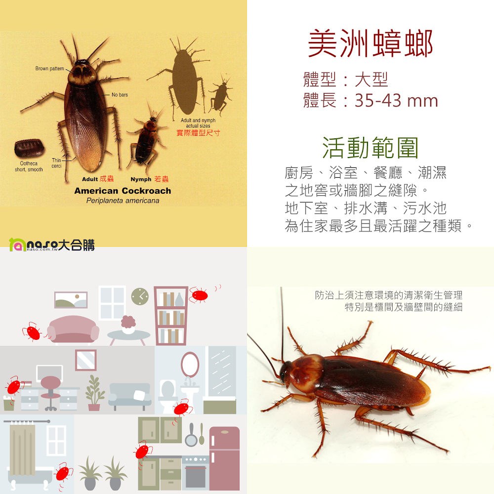 美洲蟑螂(Periplaneta americana)