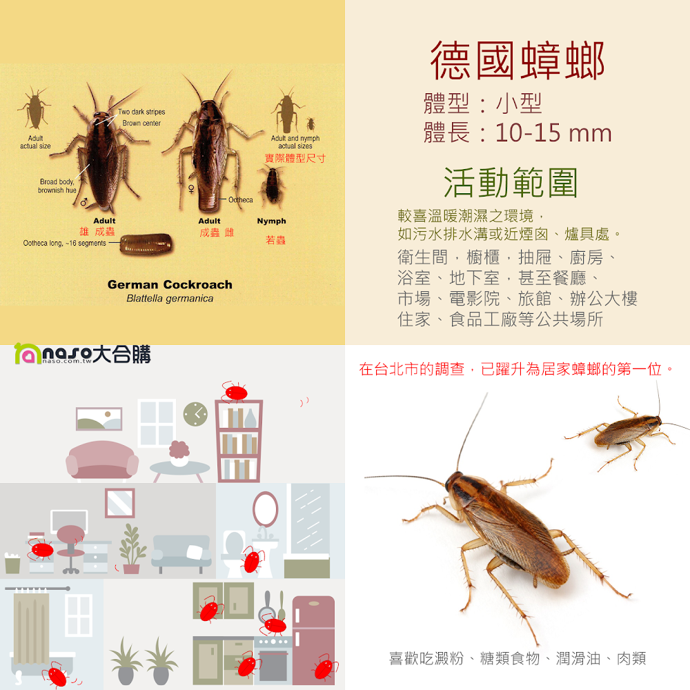 德國蟑螂((Blattella germanica)