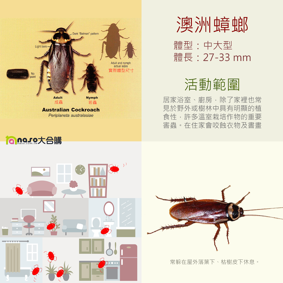 澳洲蟑螂(Periplaneta australasiae)