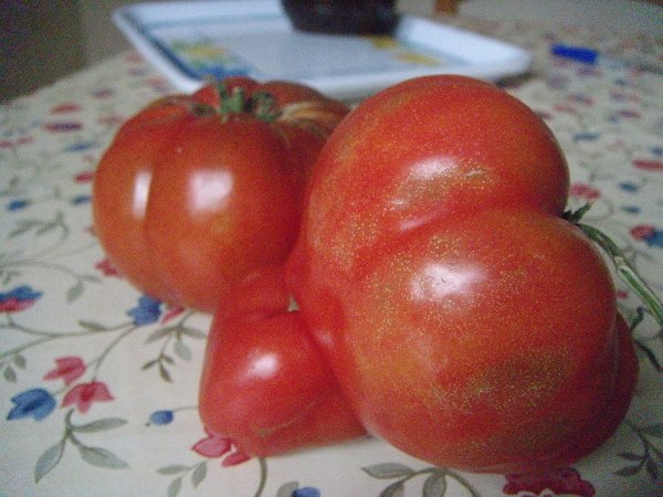Oppido~countryside tomatos