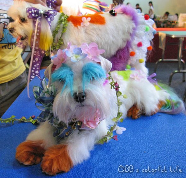 dog02.jpg
