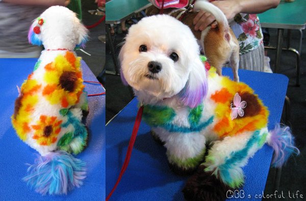 dog05.jpg