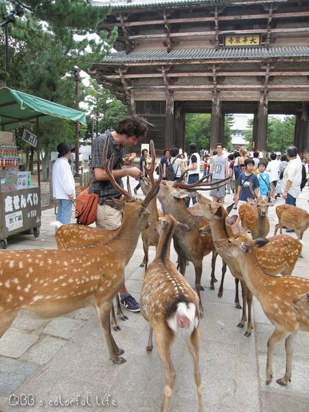 奈良鹿爭食.jpg