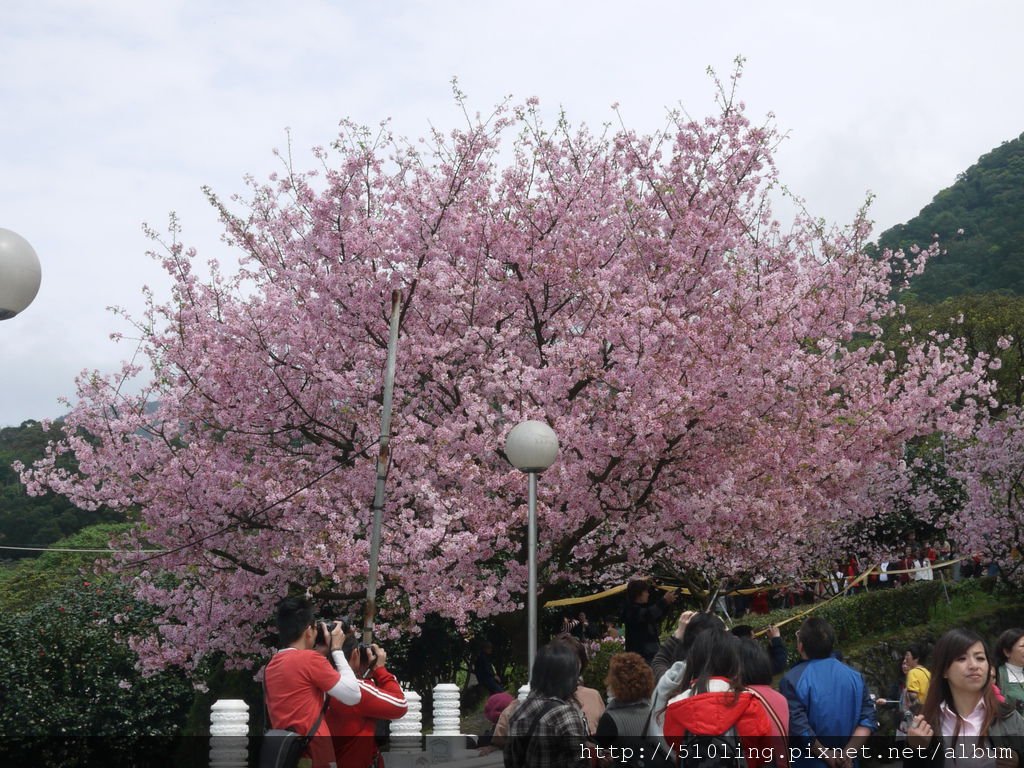 20120321天元宮櫻花-32