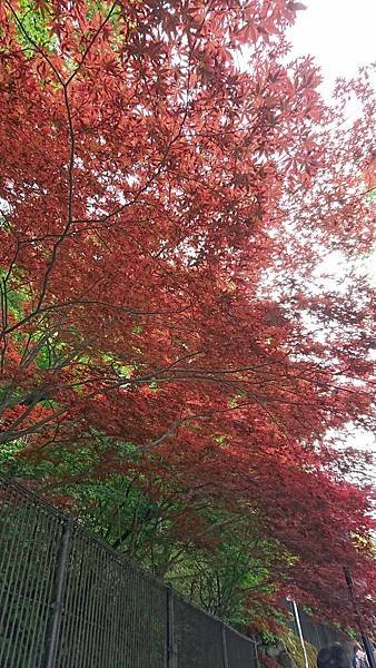DSC_5247.JPG