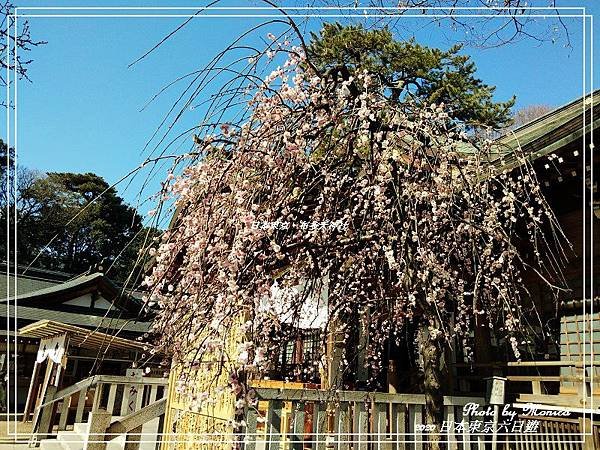 日本東京。布多天神社(23).jpg