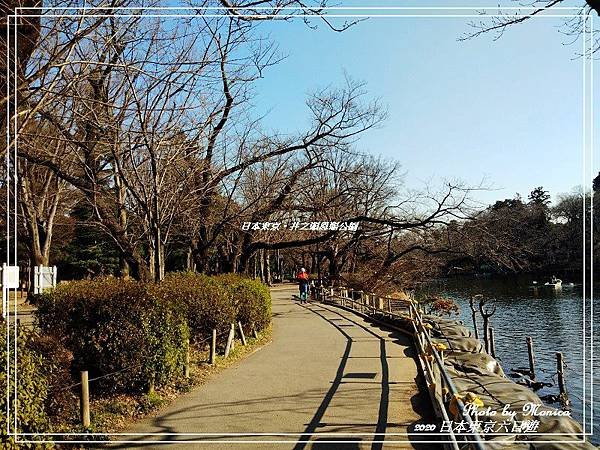 日本東京。井之頭恩賜公園(5).jpg