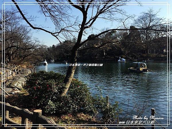 日本東京。井之頭恩賜公園(16).jpg