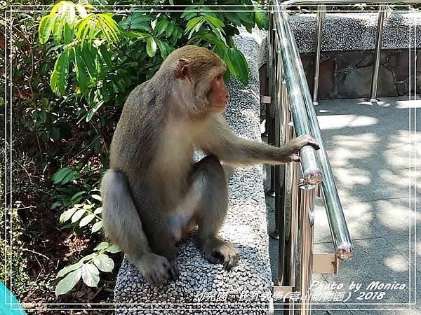 校外教學(壽山動物園) 2018(10).jpg