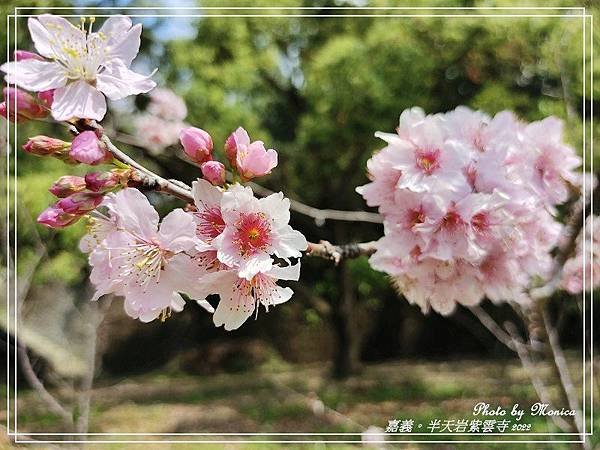 半天岩紫雲寺 2022(7).jpg