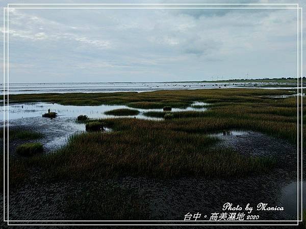 高美濕地 2020(27).jpg