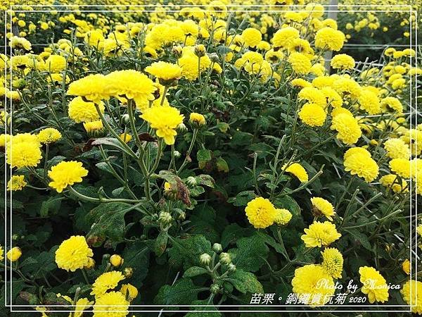 銅鑼賞杭菊 2020(6).jpg