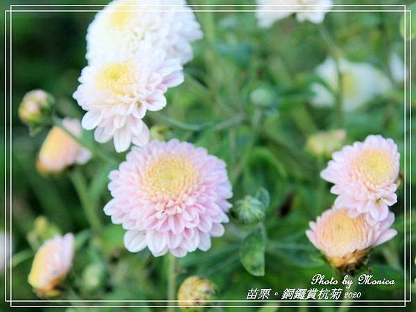 銅鑼賞杭菊 2020(9).jpg