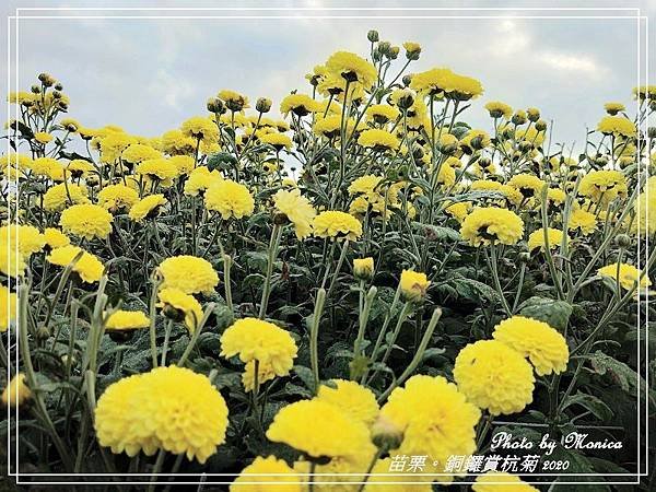 銅鑼賞杭菊 2020(8).jpg