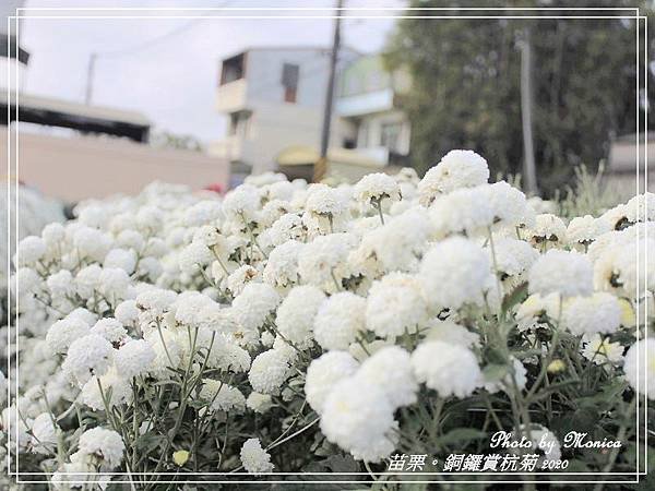 銅鑼賞杭菊 2020(14).jpg