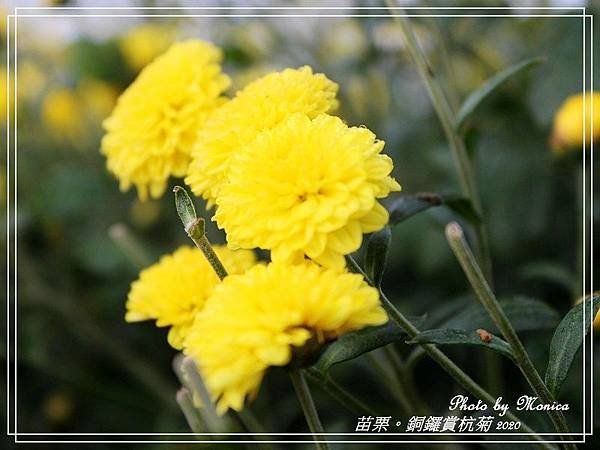 銅鑼賞杭菊 2020(15).jpg