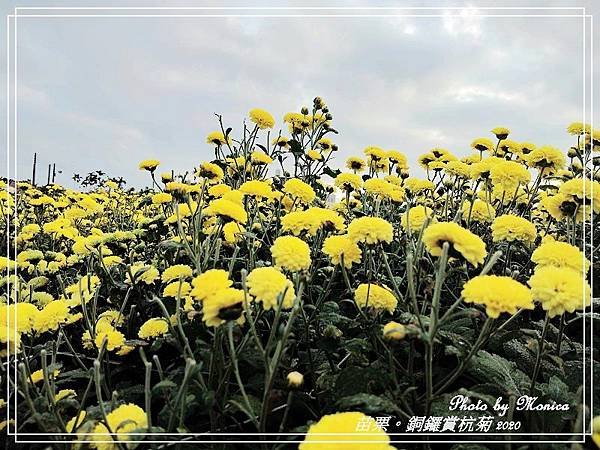 銅鑼賞杭菊 2020(16).jpg