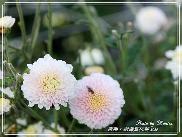 銅鑼賞杭菊 2020(18).jpg