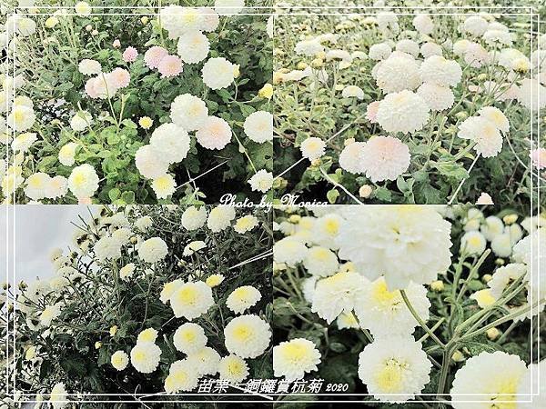 銅鑼賞杭菊 2020(19).jpg