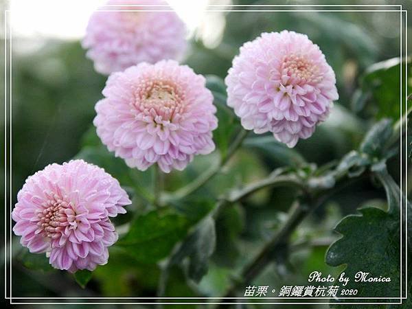 銅鑼賞杭菊 2020(21).jpg