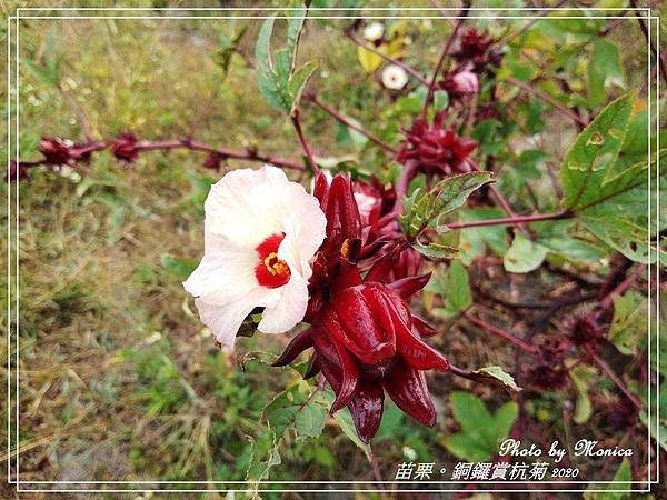 銅鑼賞杭菊 2020(22).jpg