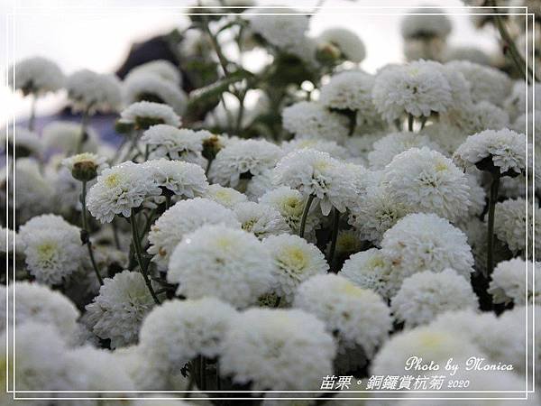 銅鑼賞杭菊 2020(26).jpg