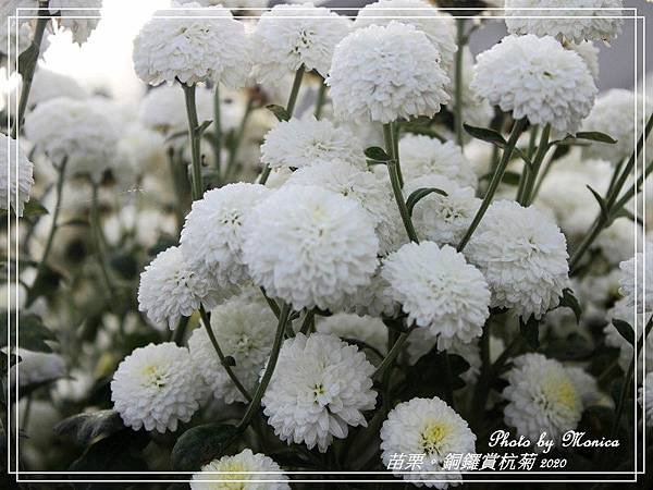 銅鑼賞杭菊 2020(27).jpg