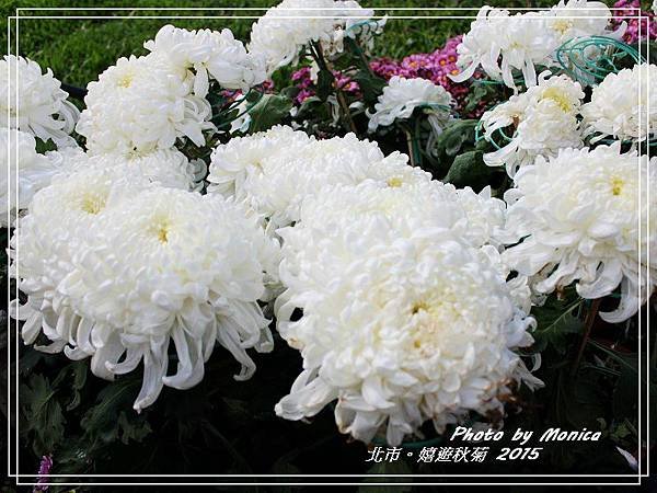 嬉遊秋菊 2015(53).jpg