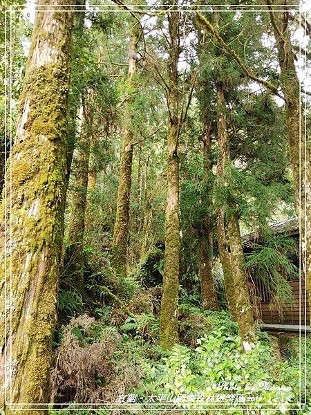 太平山國家森林遊樂區 2019(16).jpg