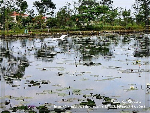 蓮城蓮花園(3).jpg