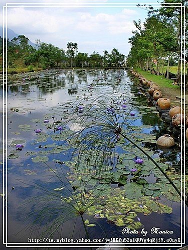 蓮城蓮花園(7).jpg