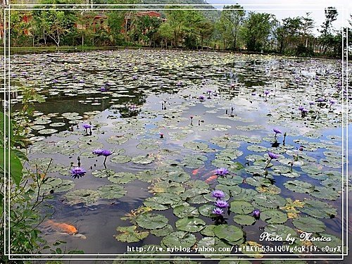 蓮城蓮花園(13).jpg