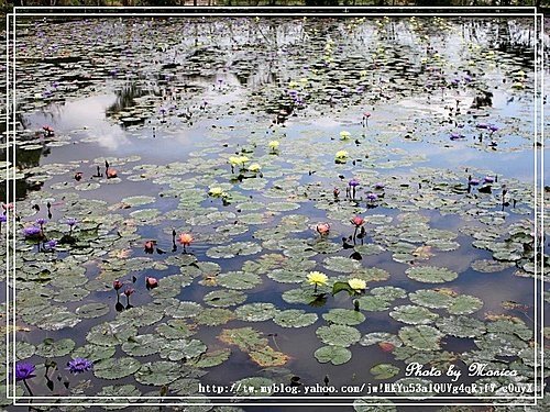 蓮城蓮花園(11).jpg