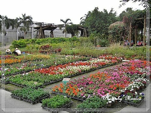 鬱金香花園(10).jpg