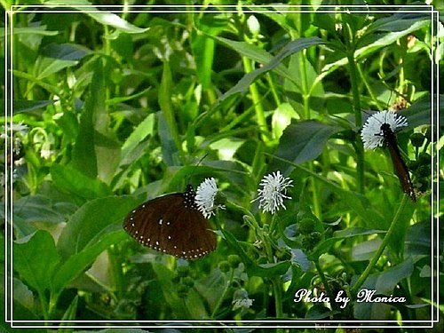 光葉水菊(3).jpg