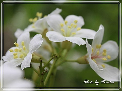 桐花(1).jpg