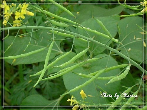 油麻菜花(7).jpg