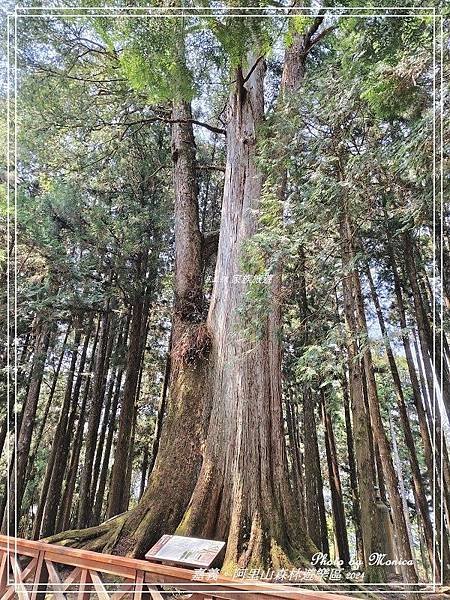 嘉義。阿里山森林遊樂區(三)