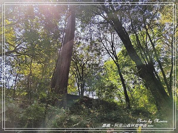 嘉義。阿里山森林遊樂區(四)