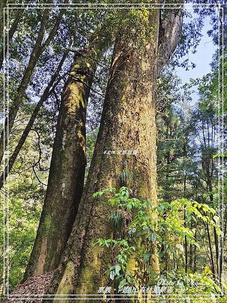 嘉義。阿里山森林遊樂區(四)