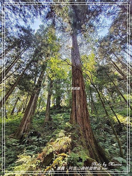 嘉義。阿里山森林遊樂區(四)