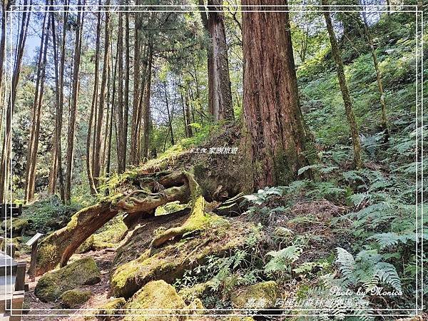 嘉義。阿里山森林遊樂區(四)