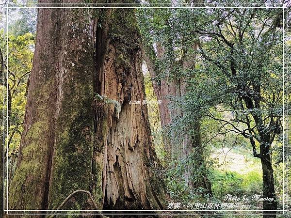 嘉義。阿里山森林遊樂區(四)